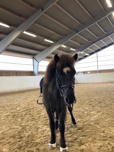 Svaki från Gröna Gången