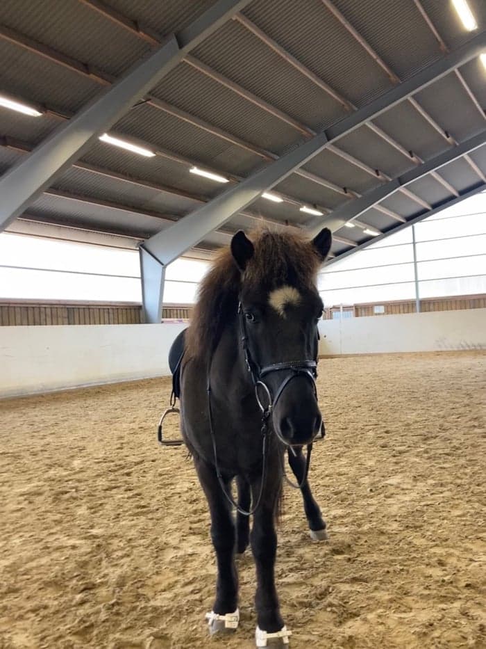 Media 1 av Svaki från Gröna Gången