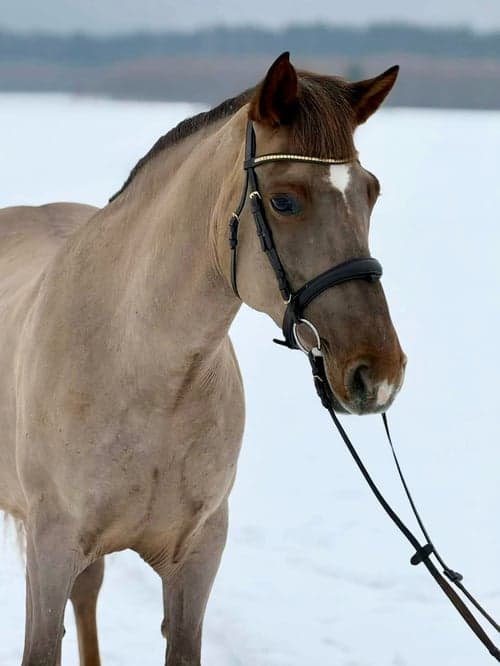 Bild av Allroundhäst med stort hjärta 🩷