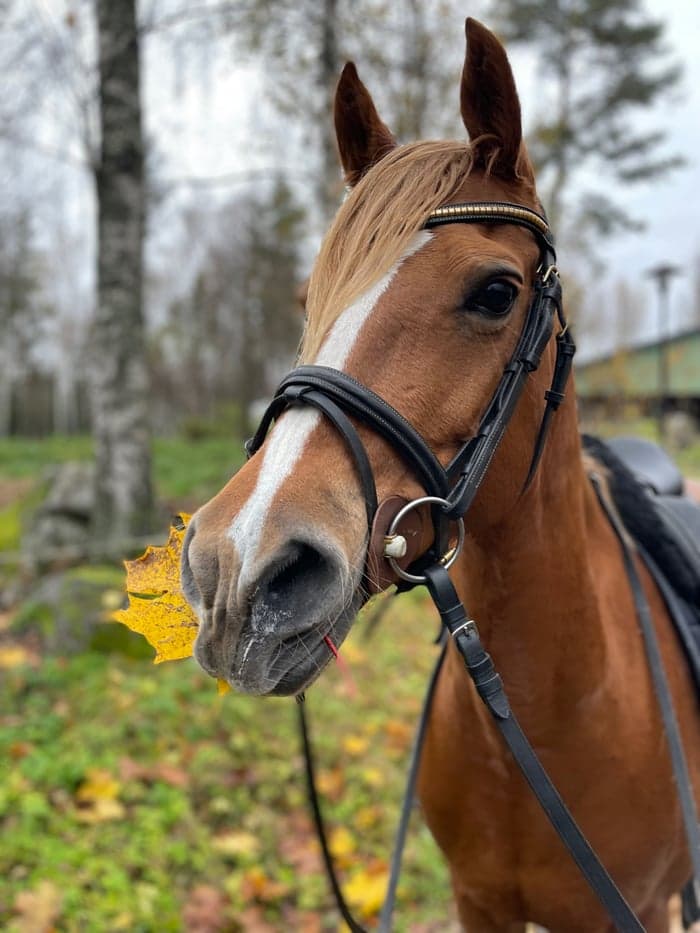 Media 2 of Røgild's Iness