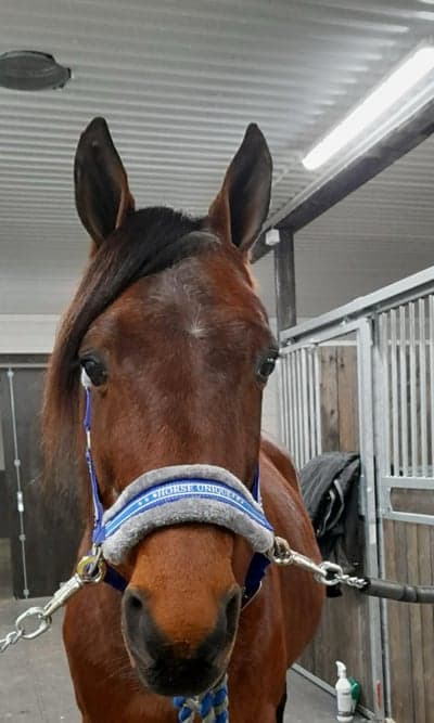 Inlägg 17 av Varmblodstravare med titeln Avelshingst 