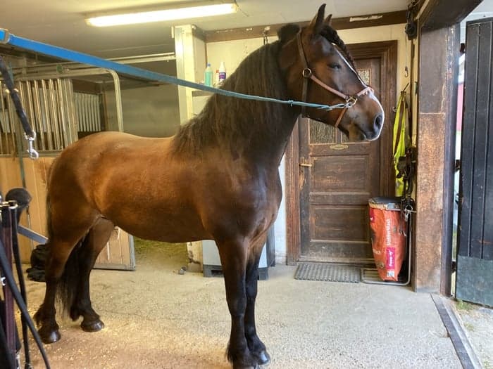 Media 1 av Guli Munter