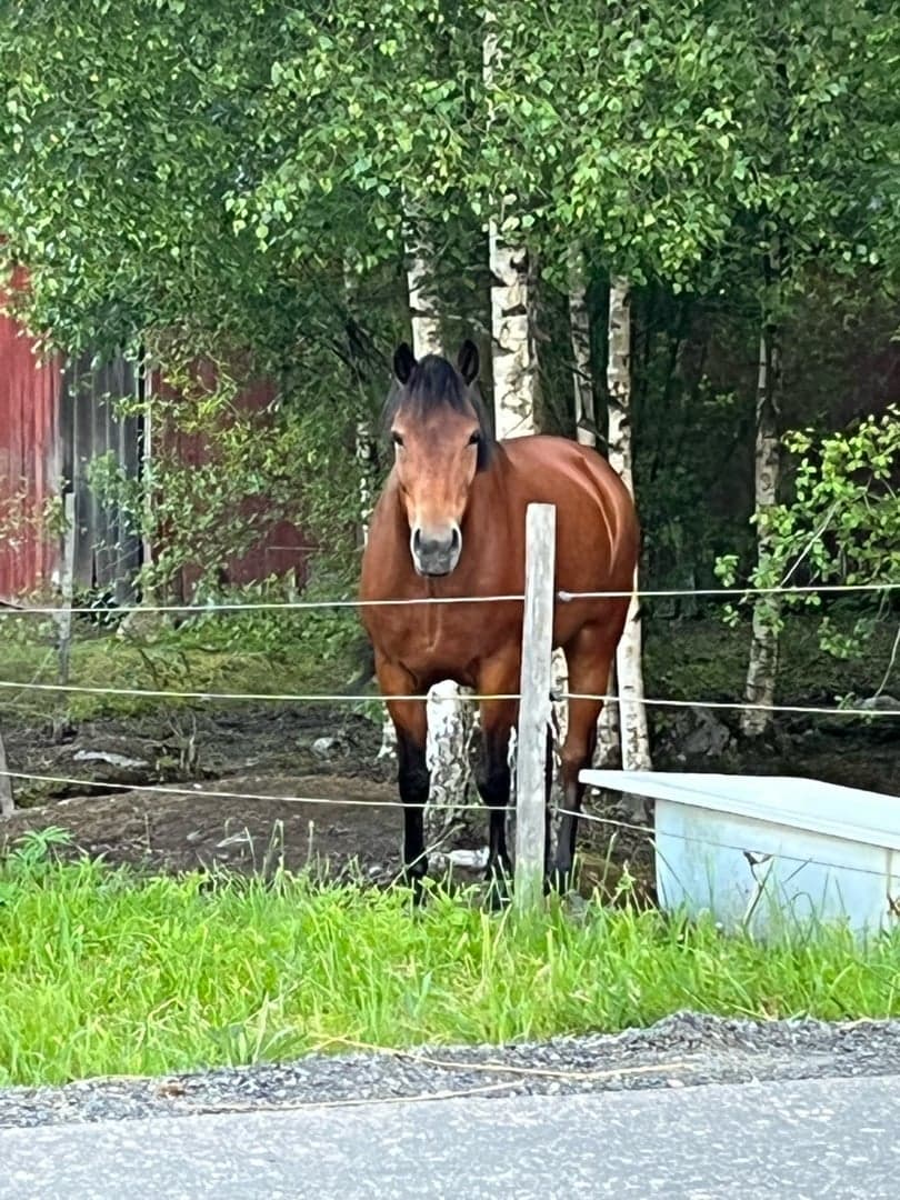 Image 1 of Virdarnas salsa