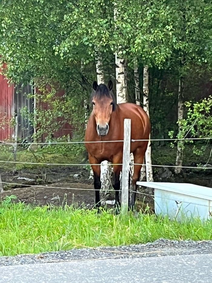 Media 1 of Virdarnas salsa