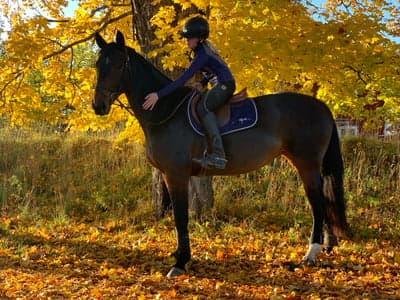 Inlägg 121 av Allround