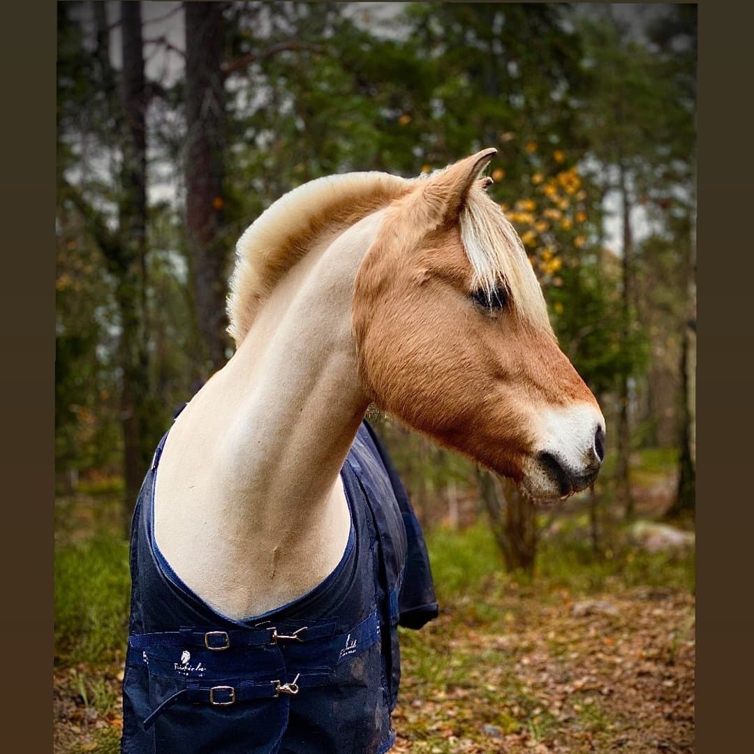 Bild 1 av Tyr Frö (Nils)