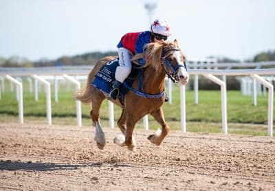 Ponnygalopp
