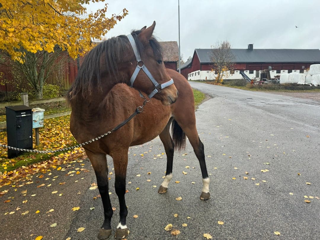 Bild 1 av Blivande stjärna 🌟