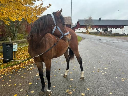 Bild av Blivande stjärna 🌟