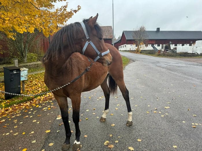 Media 1 av Blivande stjärna 🌟