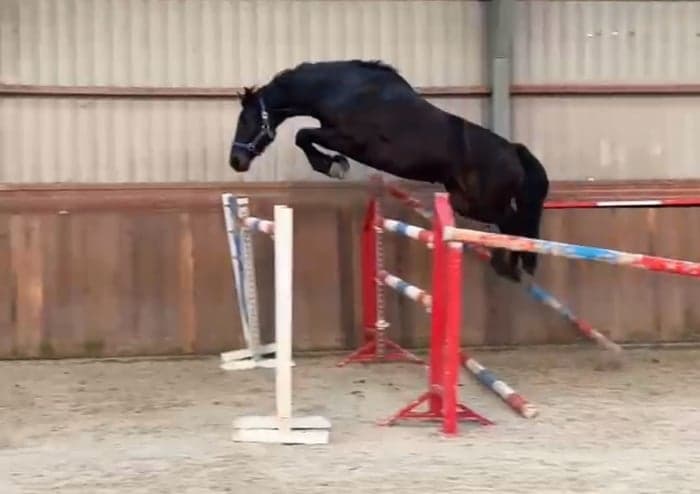 Media 2 av Valack f. 2020 e. Stakkato’s Golden