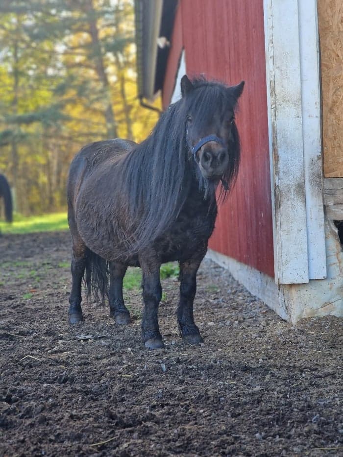 Media 4 av Polly v. Stal van Poolland