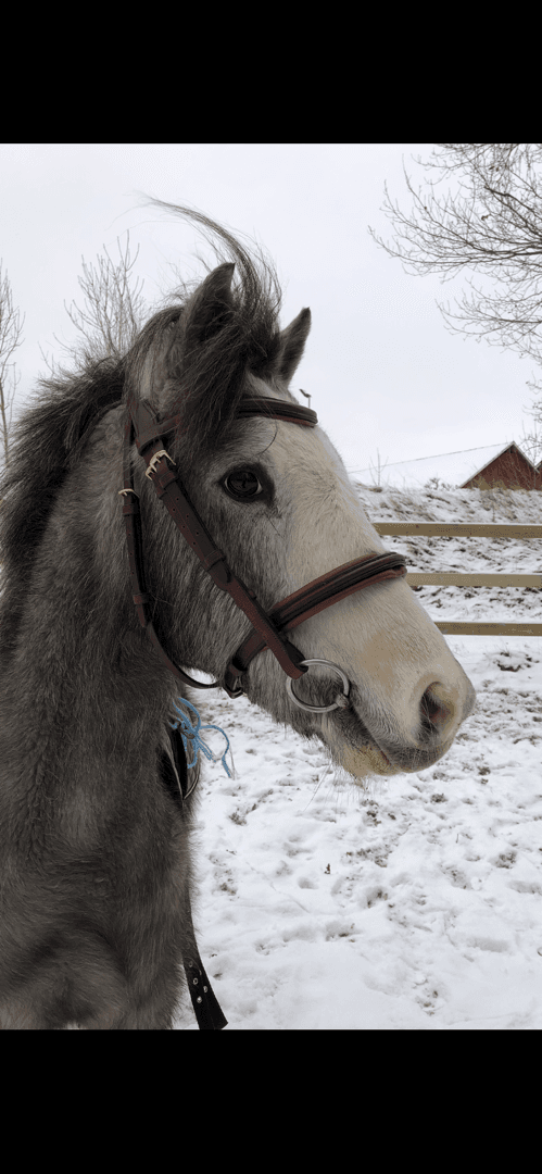 Media 1 av Bjärbys Bläs