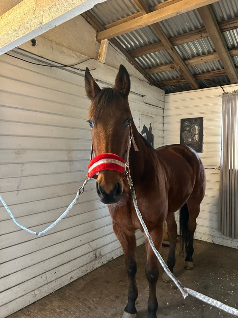 Bild 2 av Hard bone Flash