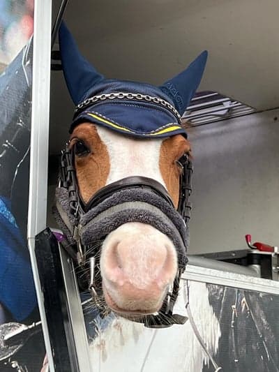 Inlägg 24 av Welsh Cob med titeln Söta Diego på tävling! 