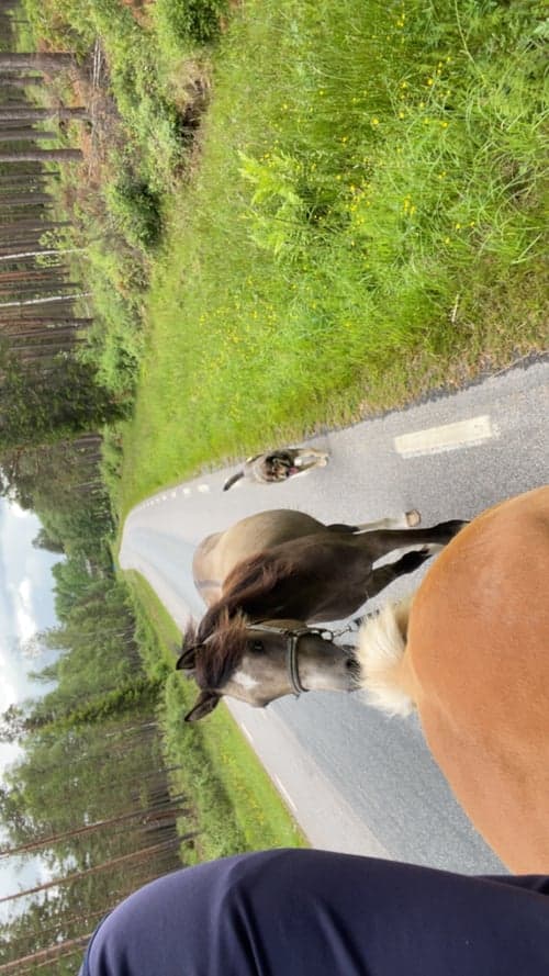 Bild av Social unghäst efter Orchard sweed - Casir ask 