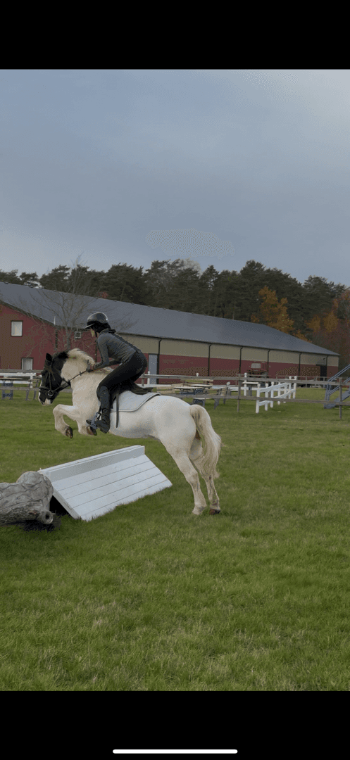 Bild 3 av Buddy, personlig c-ponny med stort hjärta