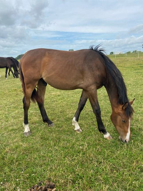 Bild av Snäll hingst -24 med riktigt bra hoppstam 