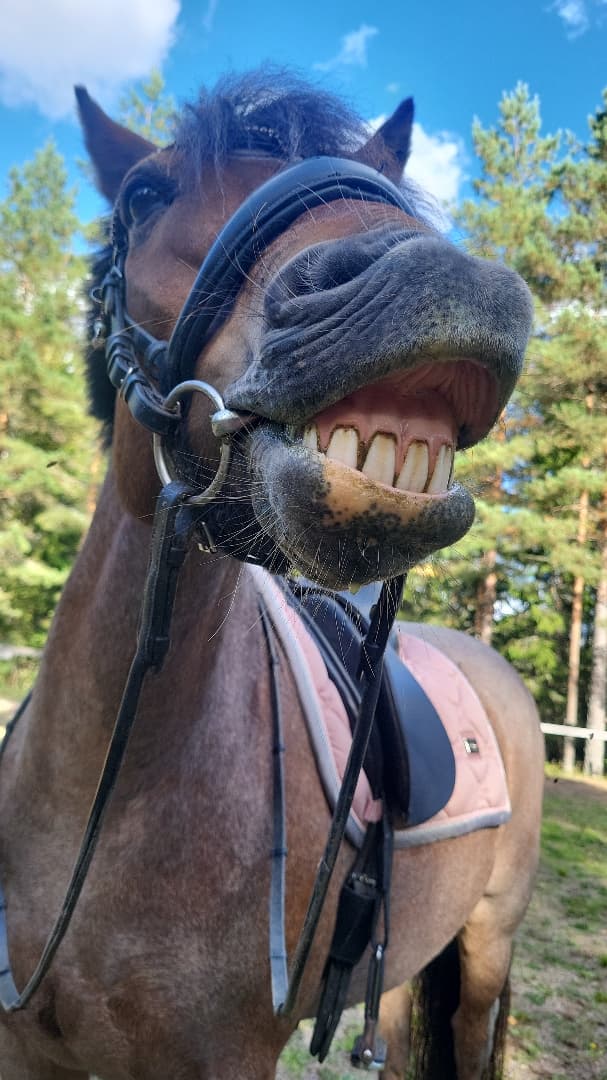 Media 17 av Jammi Dodger