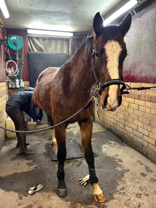 Bild av 🌟 Lovande 3-åring med fantastiskt temperament