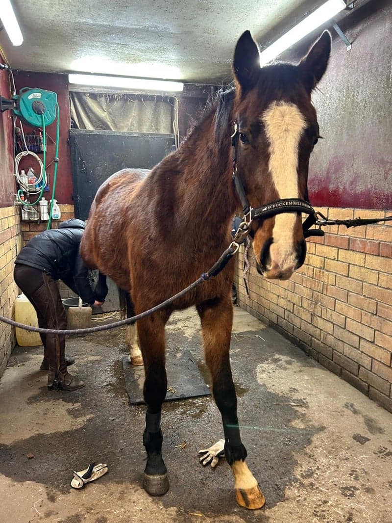 Bild 3 av Querido de Casa