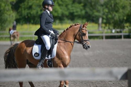 Bild av FEI ponny för framtiden!🌟