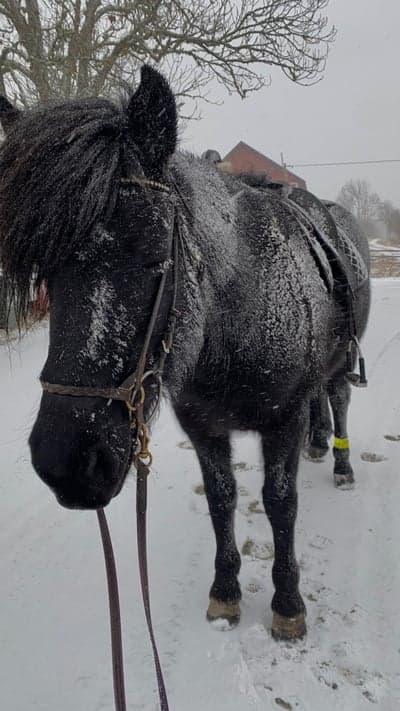 Inlägg 30 av Island