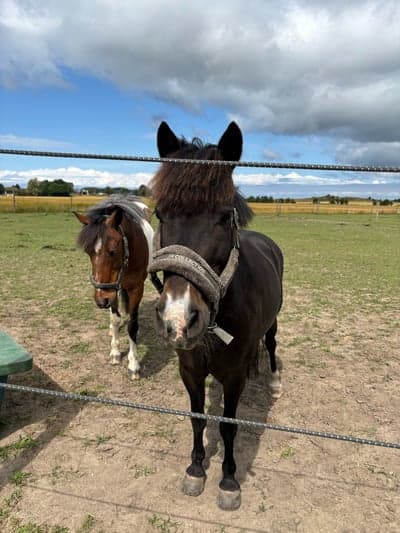 Inlägg 13 av Irländsk Sporthäst med titeln Grabbarna grus i hagen 🌟