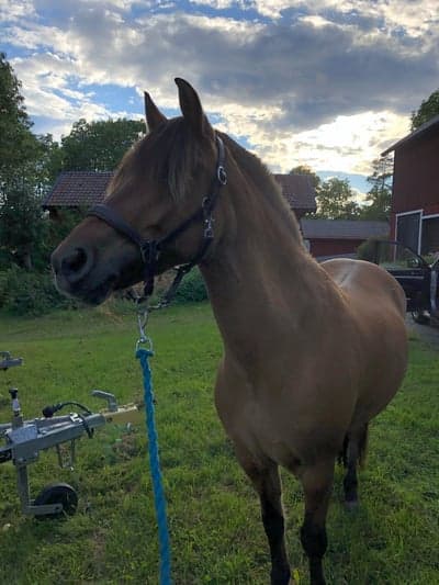 Inlägg 20 av Trickridning med titeln Köpte sweetie