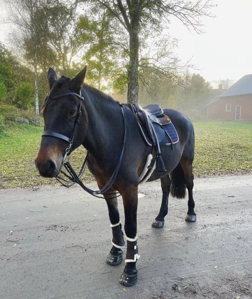 Bild av Bombsäker bästa vän