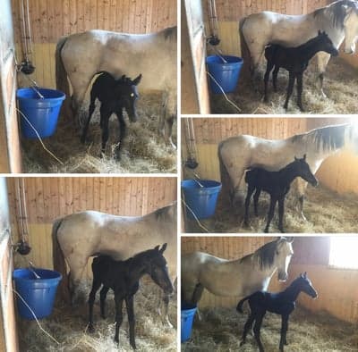 Inlägg 10 av Svensk Ridponny med titeln Födsel