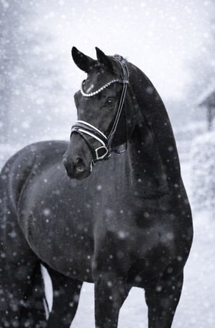 Media 3 av Jet Black