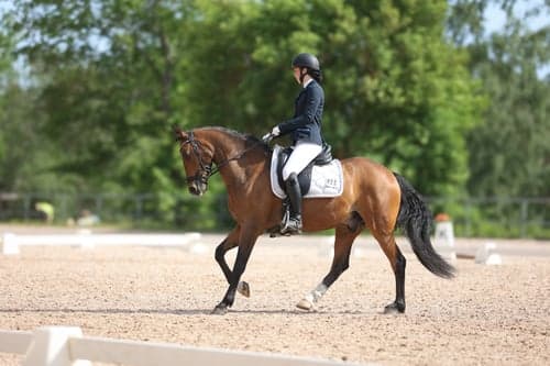 Bild av FEI ponny med Power 💥