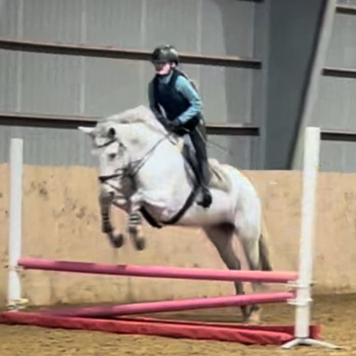 Media 1 of Capparoe's grey