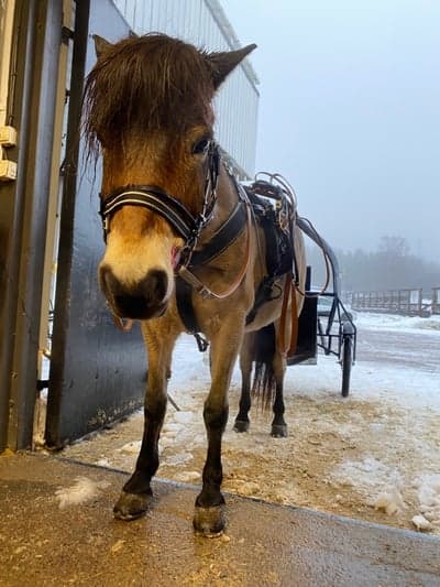 Inlägg 11 av Ponnytrav med titeln Snö träning!!