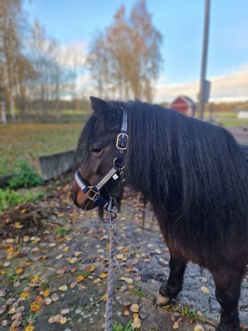 Bild 2 av Polly v. Stal van Poolland