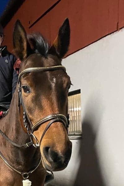 Inlägg 22 av Halvblod med titeln 💨🐴