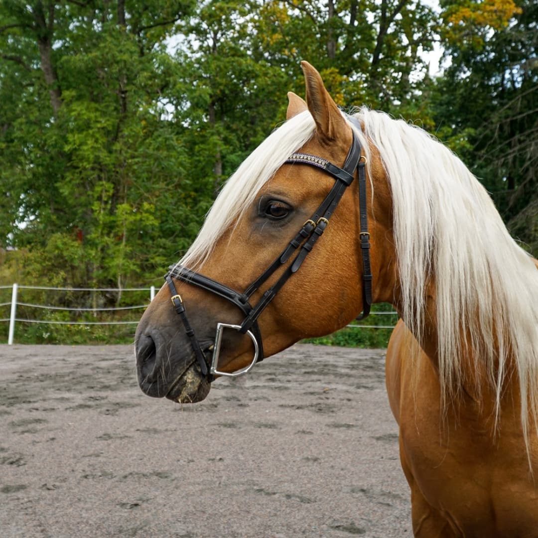 Bild 1 av Sin Nombre