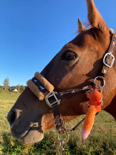 Inlägg 19 av Lusitano med titeln Update💚