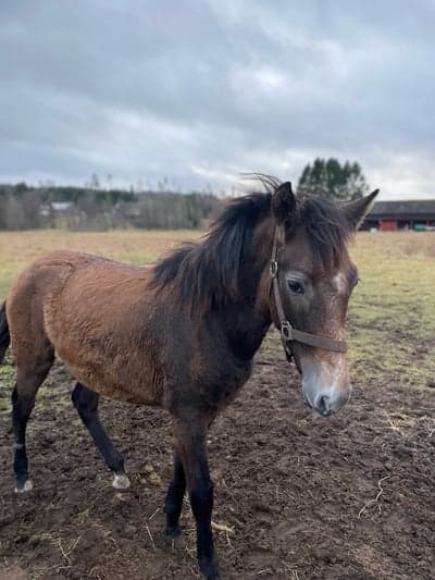 Inlägg 11 av Lusitano med titeln Jag köpte Rebell