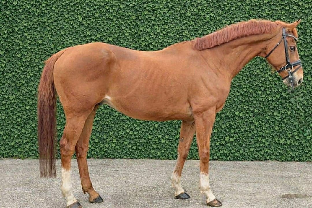 Bild 1 av Valack 162 cm