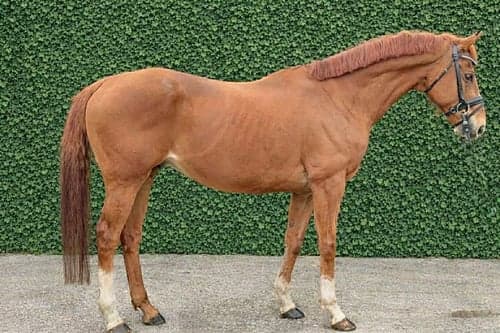 Bild av Snäll, trygg och okomplicerad individ