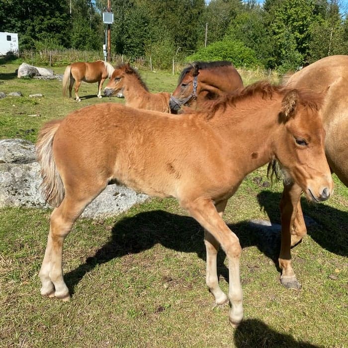 Media 1 av Min Lilla Gulddröm