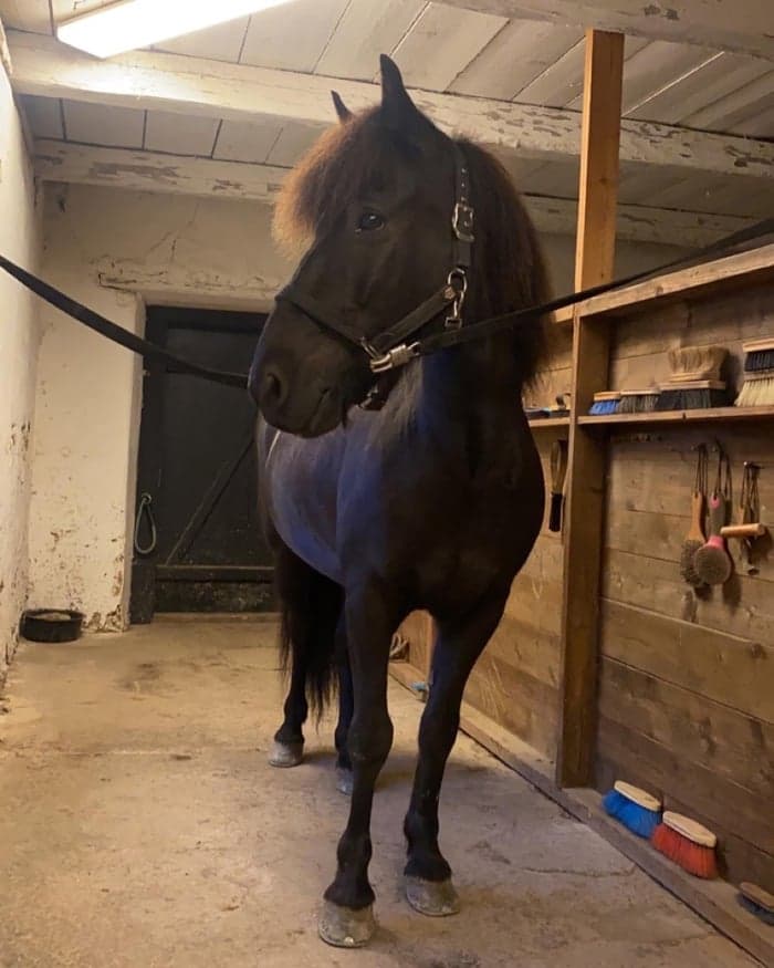 Media 1 av Öðlingur frá Sölvholti