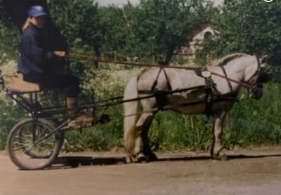Inlägg 23 av Trickridning med titeln Stjärnskott 
