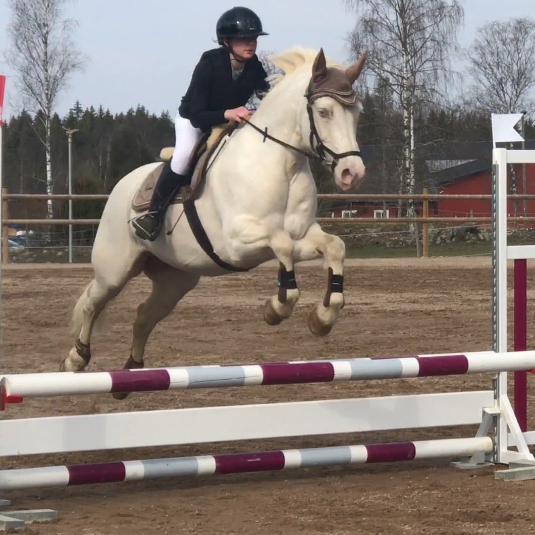 Image 1 of Comet's goldengirl