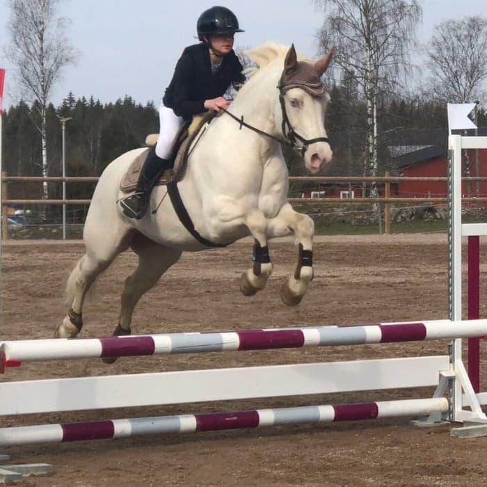 Media 1 of Comet's goldengirl