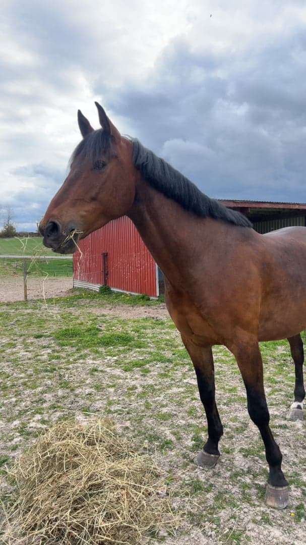 Bild 2 av Elgebo cashman