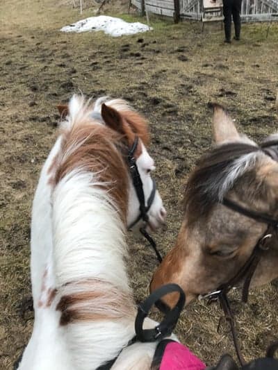 Inlägg 18 av Quarterhäst med titeln Ärtan var lite för nyfiken