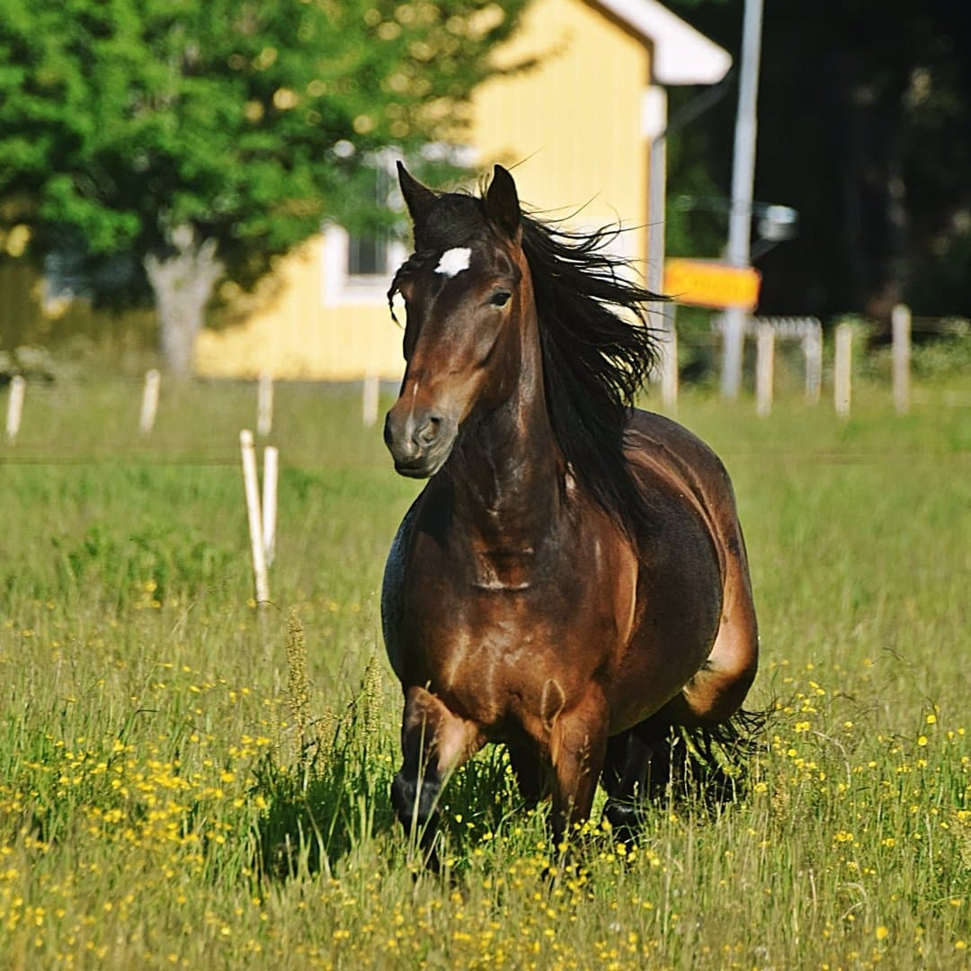 Bild 1 av Min Lilla Ciara